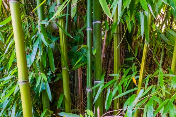 Bamboo Trimming in Lees Summit