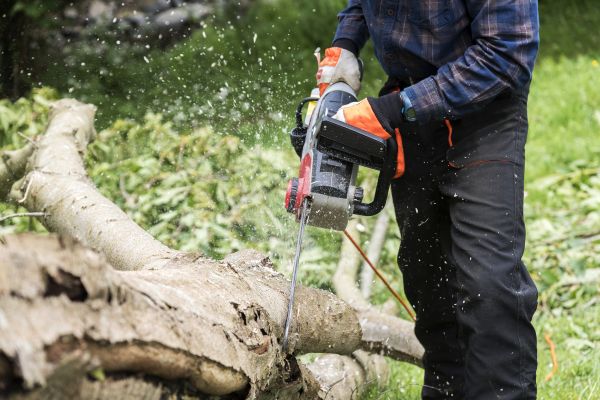 Branch Removal Service in Lees Summit
