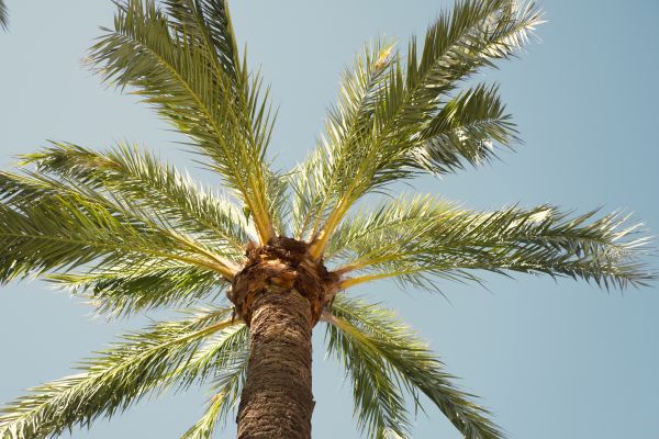 Palm Tree Pruning in Lees Summit