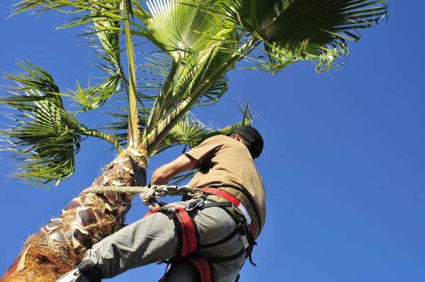 Palm Tree Trimming in Lees Summit