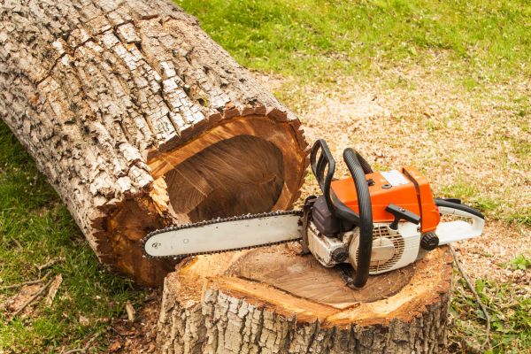 Tree Cutting Service in Lees Summit