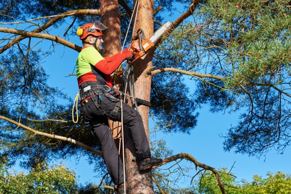 Tree Service in Lees Summit