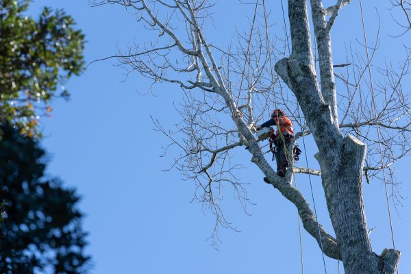 Tree Topping Service in Lees Summit