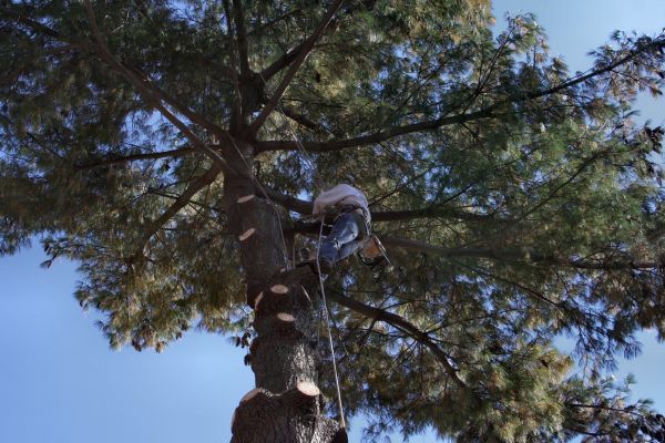 Trimming Service in Lees Summit