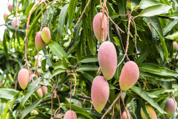Mango Tree Trimming in Lees Summit