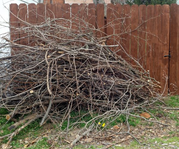Dead Branch Removal in Lees Summit