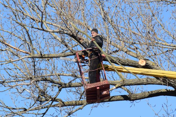 Emergency Tree Trimming in Lees Summit