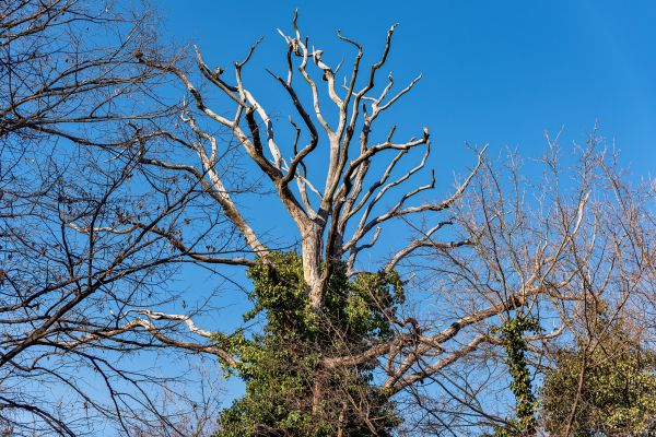 Deadwood Removal in Lees Summit