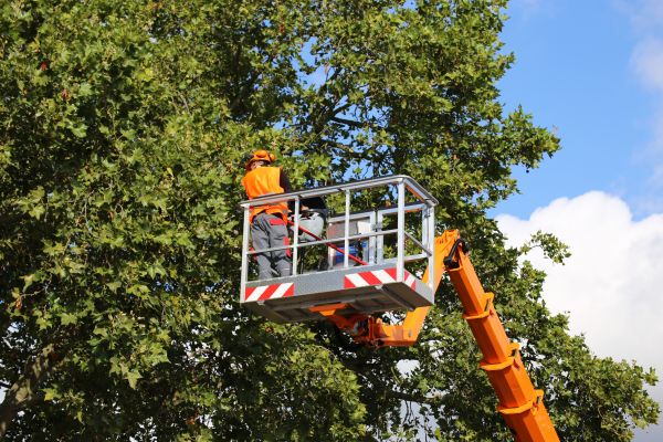 Commercial Tree Service in Lees Summit