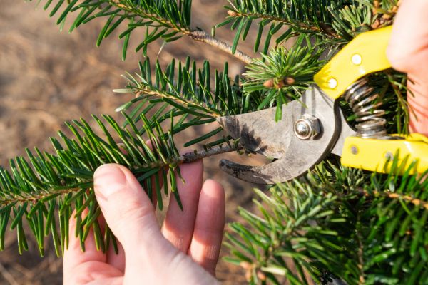 Pine Tree Pruning in Lees Summit