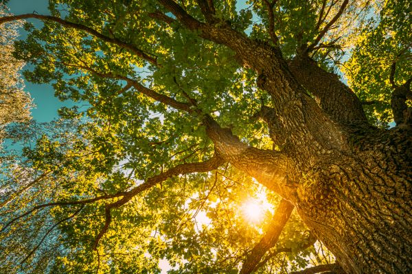 Oak Tree Pruning in Lees Summit