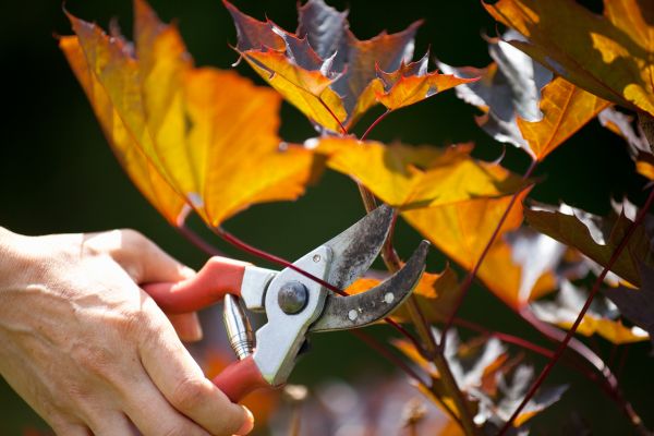 Maple Tree Pruning in Lees Summit