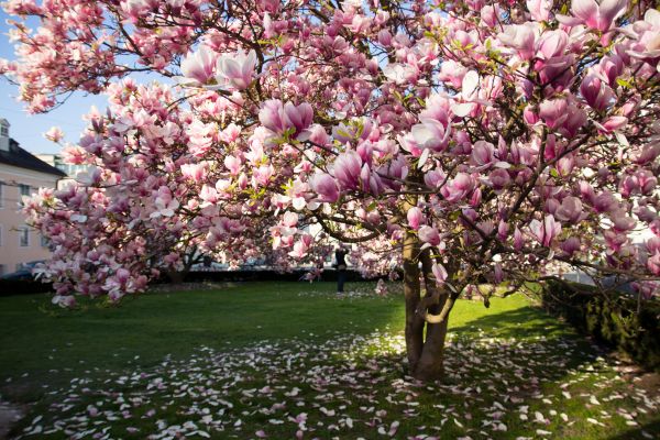 Magnolia Tree Pruning in Lees Summit