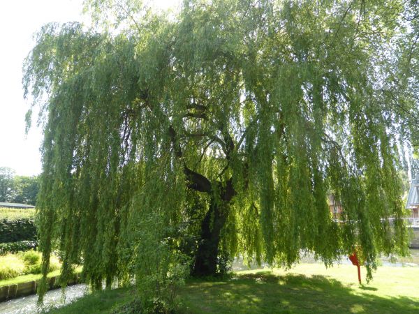 Willow Tree Trimming in Lees Summit