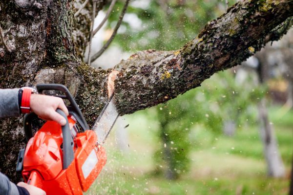 Tree Limbs Removal in Lees Summit