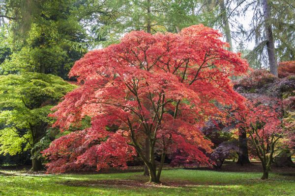 Japanese Maple Pruning in Lees Summit