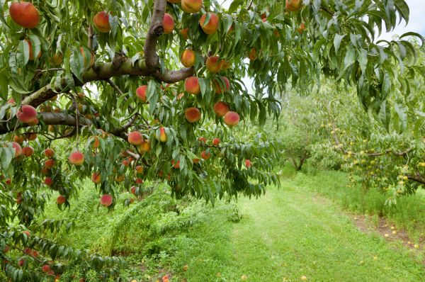 Peach Tree Pruning in Lees Summit