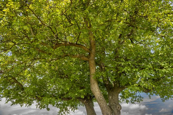 Walnut Tree Trimming in Lees Summit