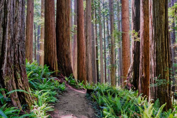Redwood Tree Trimming in Lees Summit