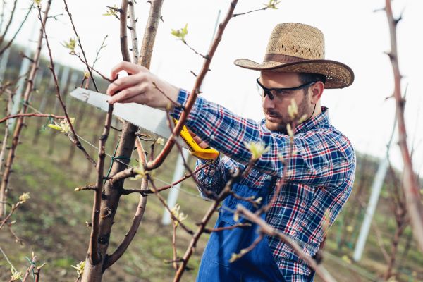 Orchard Tree Pruning in Lees Summit