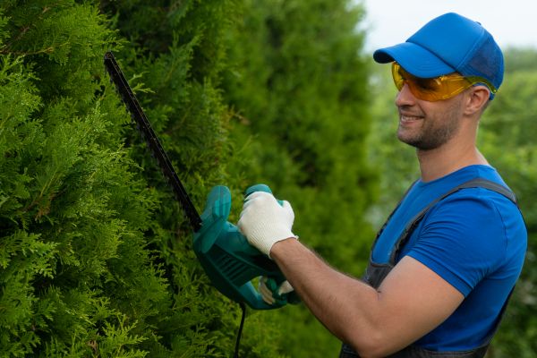 Tree Shaping Service in Lees Summit