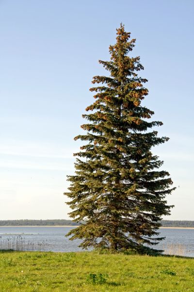 Spruce Tree Pruning in Lees Summit