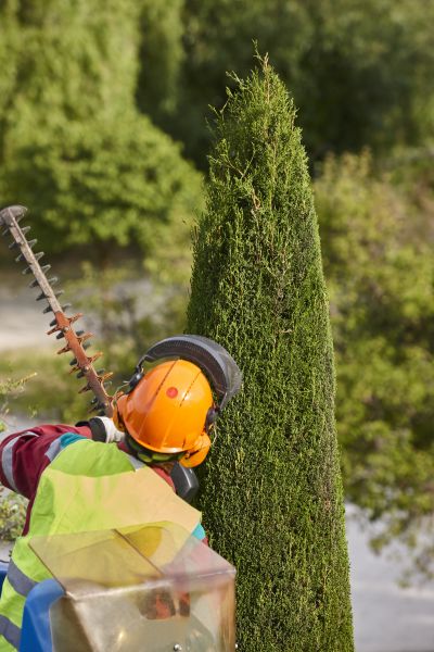 Cypress Tree Trimming in Lees Summit