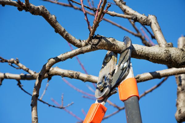Peach Tree Trimming in Lees Summit