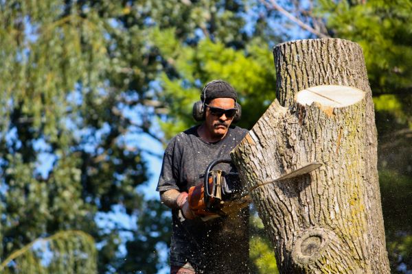 Ash Tree Pruning in Lees Summit