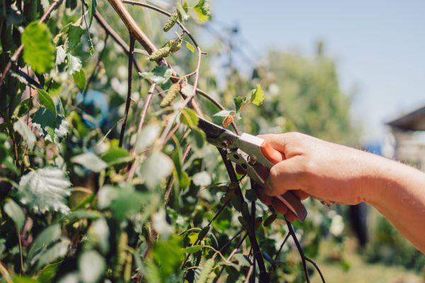 Birch Tree Pruning in Lees Summit
