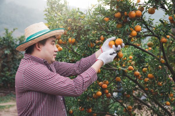 Orange Tree Pruning in Lees Summit