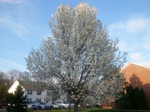 Bradford Pear Tree Pruning in Lees Summit