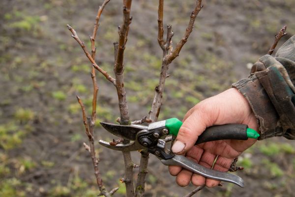 Pear Trees Pruning in Lees Summit