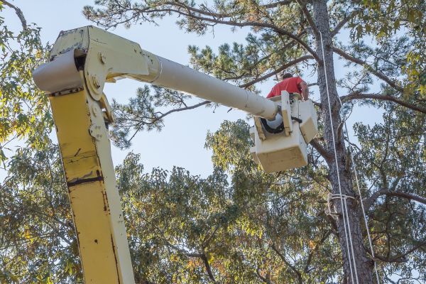 Limbs Trimming in Lees Summit