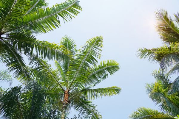 Queen Palm Tree Trimming in Lees Summit