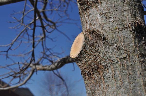 Limb Pruning in Lees Summit