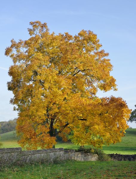 Hickory Tree Trimming in Lees Summit