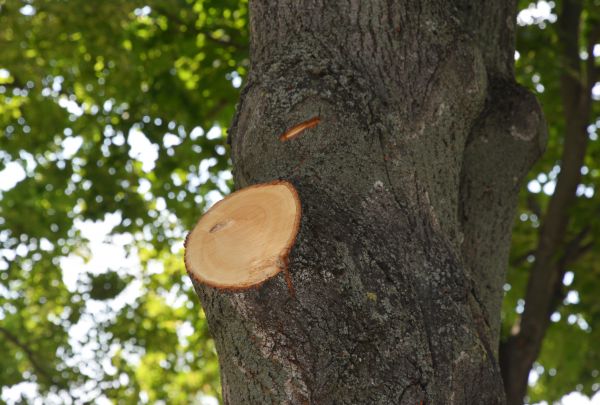 Limb Cutting in Lees Summit