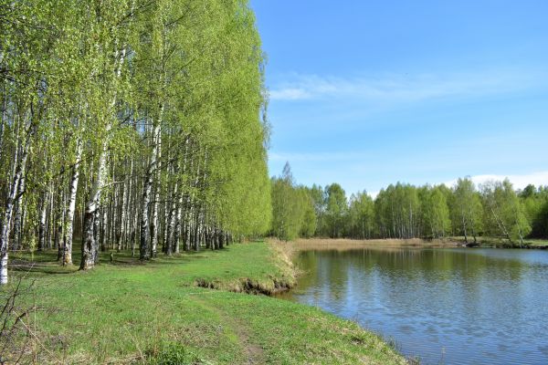 River Birch Pruning in Lees Summit