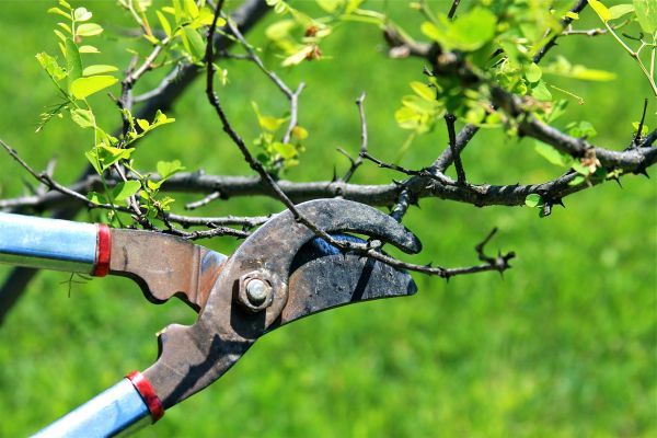 Branches Pruning in Lees Summit