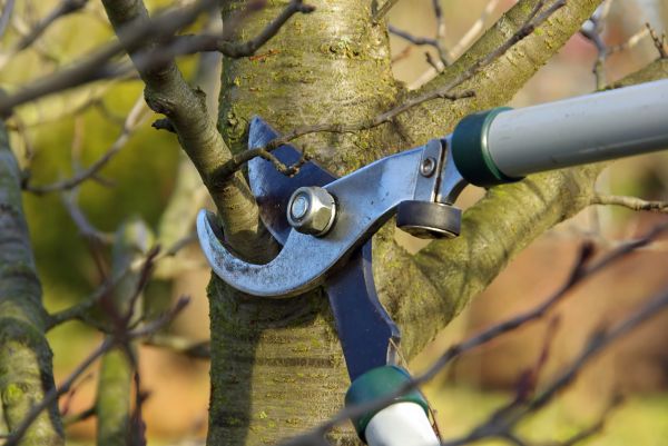 Tree Limb Trimming Service in Lees Summit