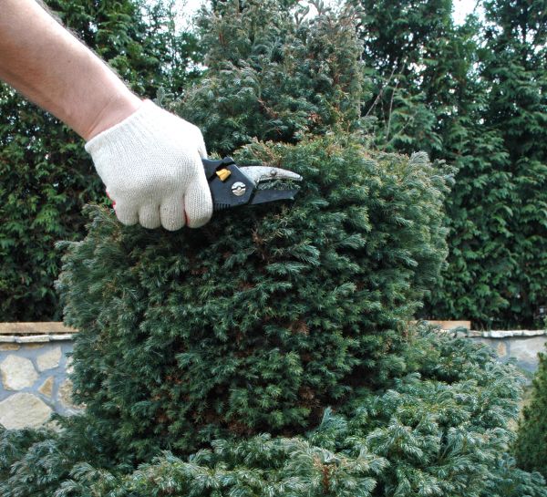 Ornamental Tree Trimming in Lees Summit
