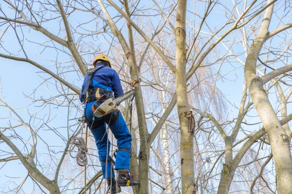 Large Tree Trimming in Lees Summit