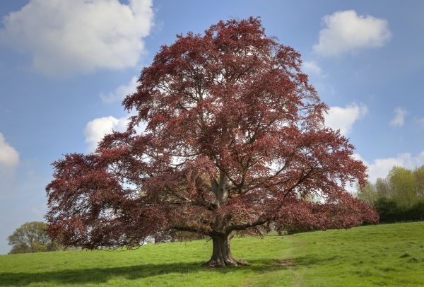 Beech Tree Pruning in Lees Summit