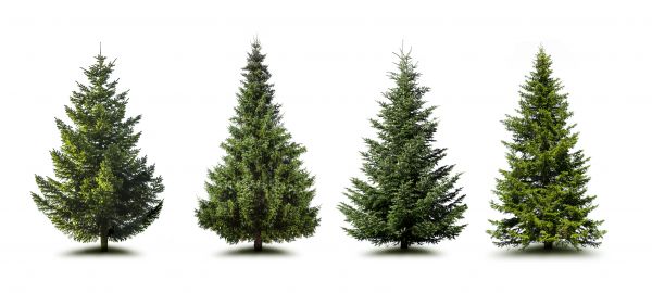 Cost of Pine Tree Trimming in Lees Summit
