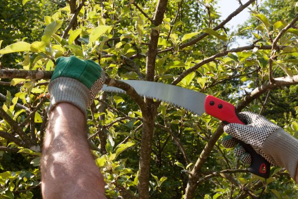 Apple Tree Trimming in Lees Summit
