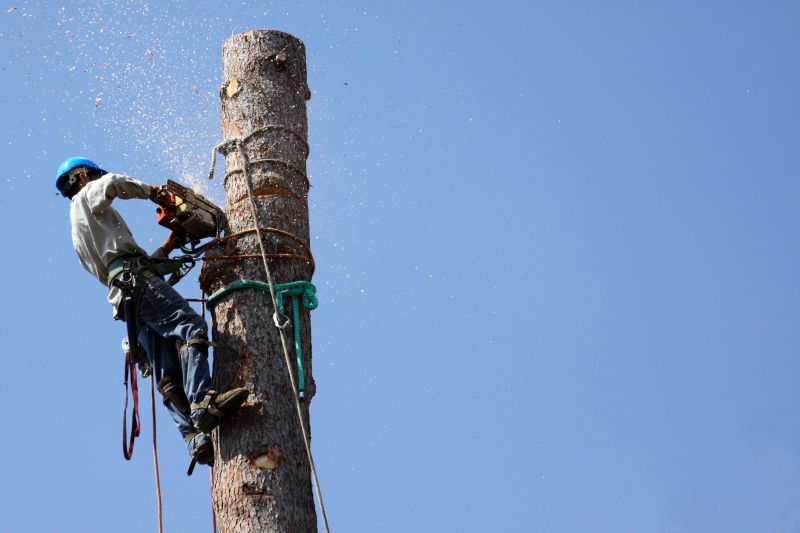 Uprooted Tree Being Removed
