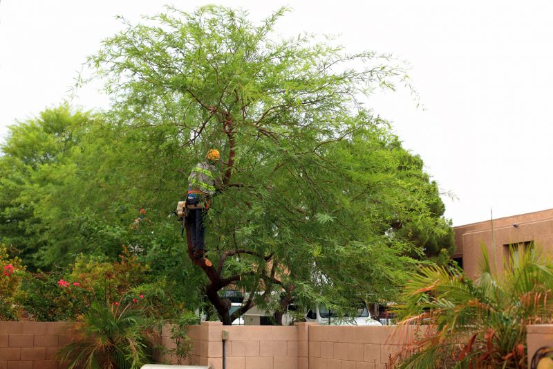 Commercial Tree Service detail