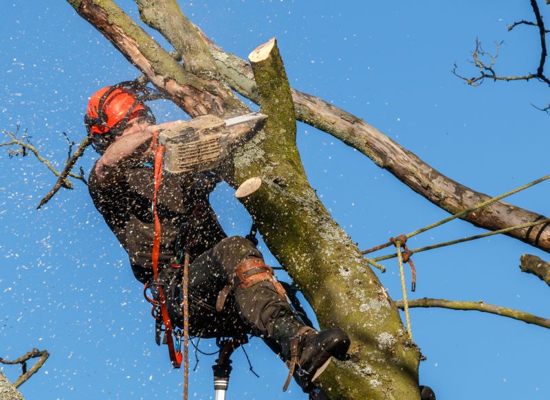Equipment Used in Tree Trimming