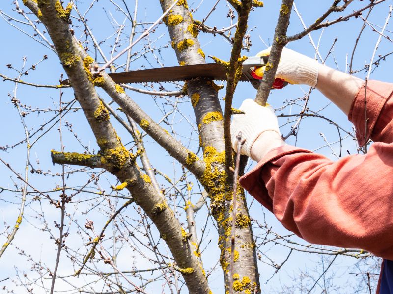 Fall Tree Trimming